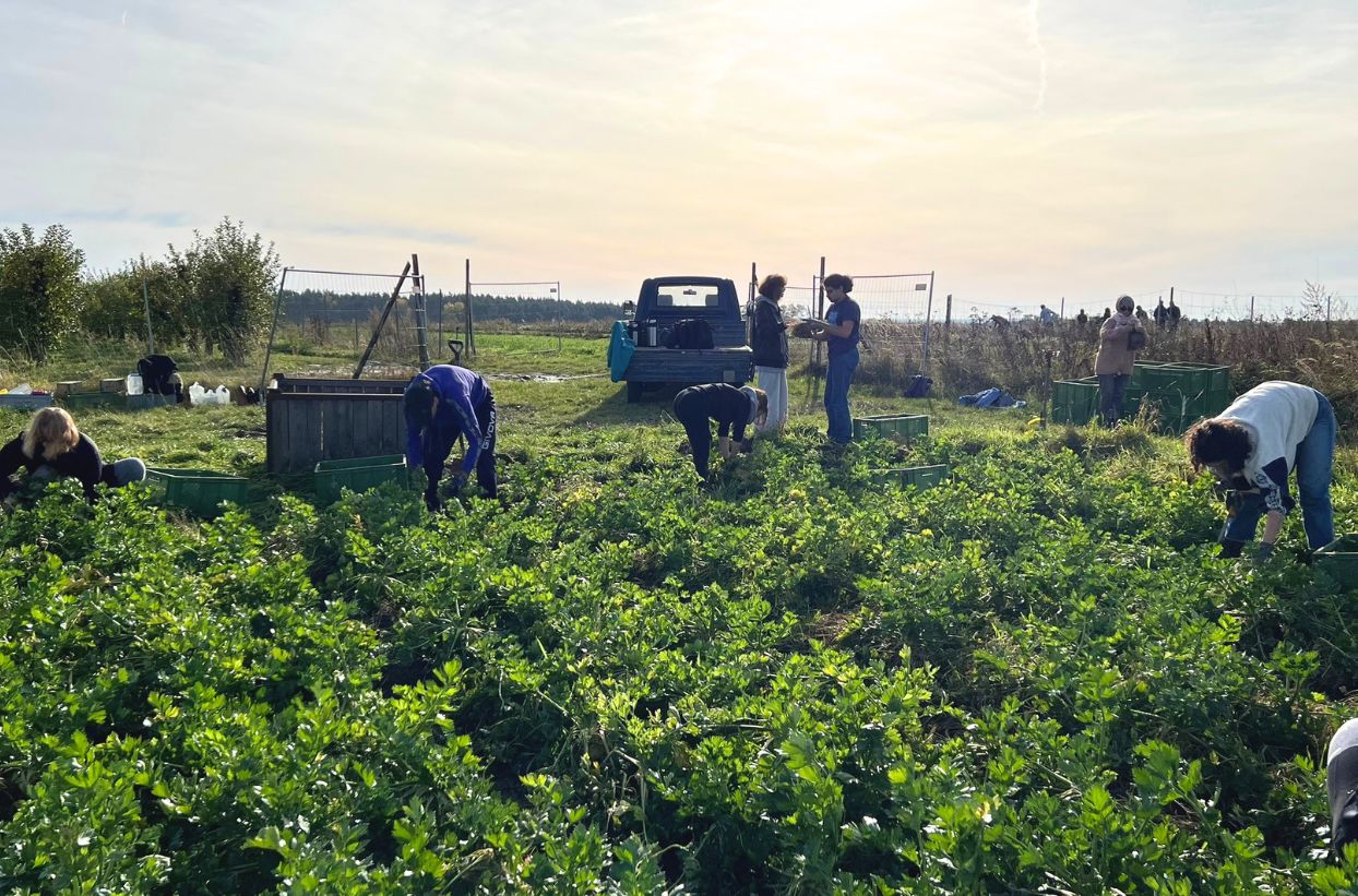 Menschen ernten Gemüse auf einem Feld