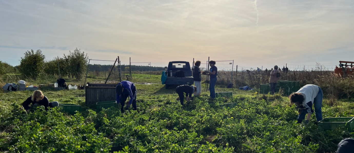 Menschen ernten Gemüse auf Feld bei Sonnenuntergang